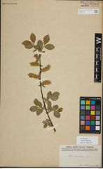 Foto von Salix myrsinifolia Salisb.